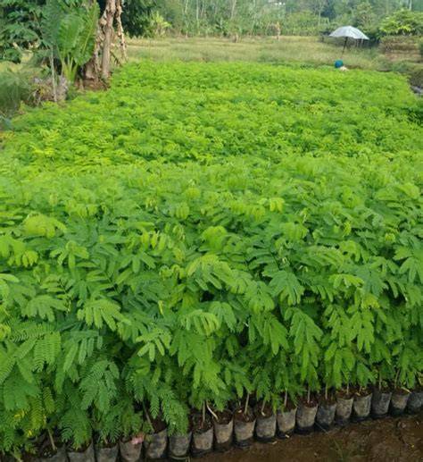 Jual Bibit Sengon Unggul & Super Murah - Bibit Tanaman - raincitystudios.com