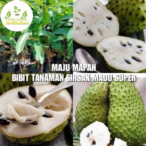 Jual BIBIT SIRSAK MADU SUPER | Shopee Indonesia - raincitystudios.com