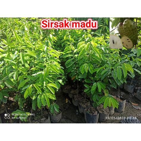 Jual Bibit Sirsak Madu Terbaik - Harga Murah Maret 2026 ... - raincitystudios.com