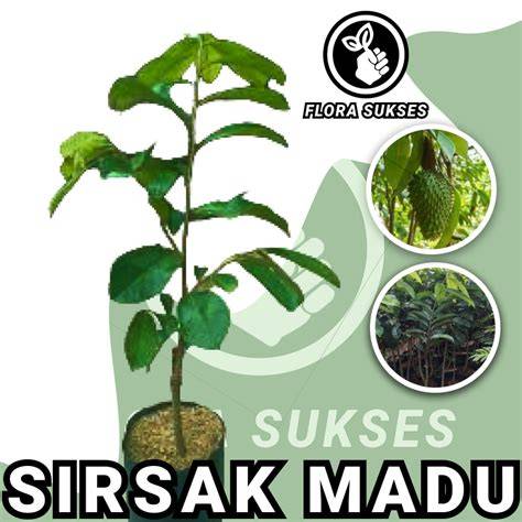 Jual Bibit Sirsak Madu unggul | Shopee Indonesia - raincitystudios.com