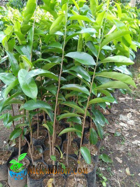 Jual BIBIT SIRSAK MADU UNGGUL - Kab. Nganjuk - raincitystudios.com