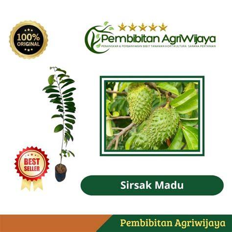 Jual Bibit Sirsak Madu Varietas unggul Okulasi Original ... - raincitystudios.com