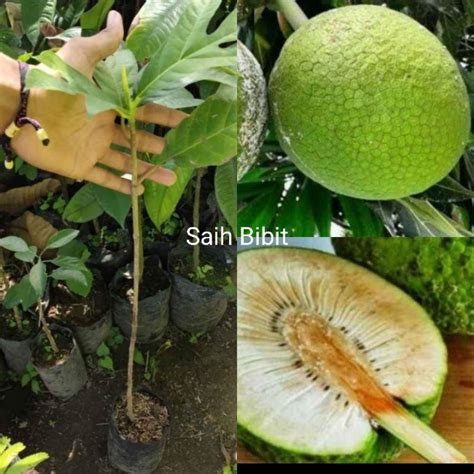 Jual Bibit Sukun Terbaik - Harga Murah Maret 2026 & Cicil 0% - raincitystudios.com