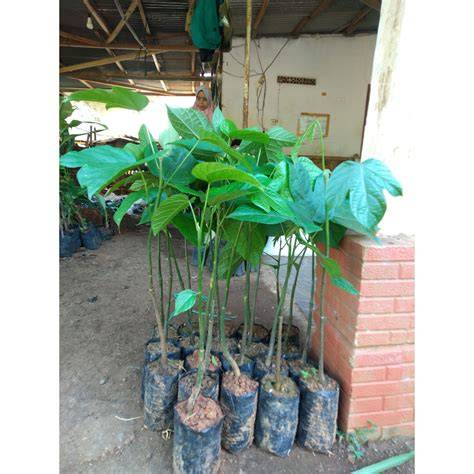 Jual Bibit Tanaman & Pohon Terpercaya - raincitystudios.com