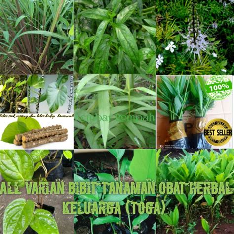 Jual Bibit Tanaman Obat Terbaik - Harga Murah Maret 2026 - raincitystudios.com
