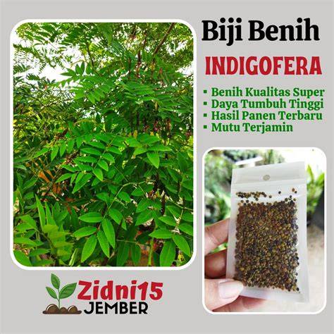 Jual Biji Belinjo Termurah - Harga Grosir Terupdate Hari Ini - raincitystudios.com