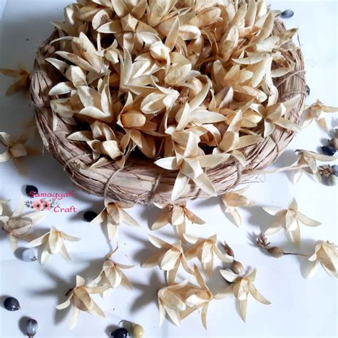 Jual biji suren || Agro Mangrove - raincitystudios.com