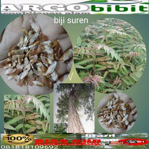 Jual biji suren - Tokobenih - raincitystudios.com