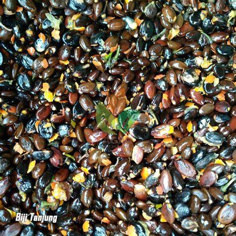 Jual Biji Tanjung Murah - Agro Bibit ID - raincitystudios.com