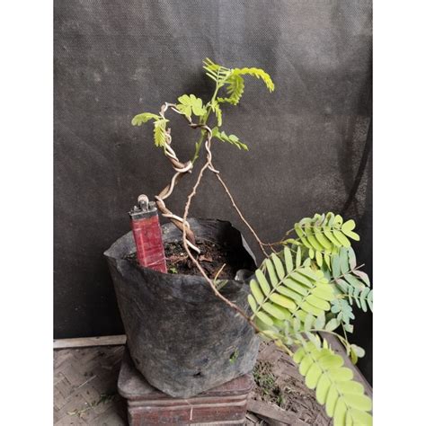 Jual bonsai asam jawa Harga Terbaik & Termurah Maret 2026 - raincitystudios.com