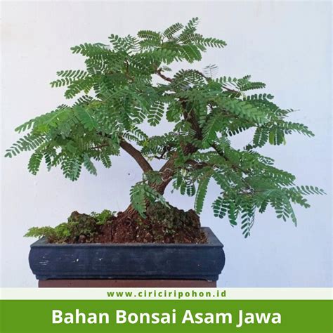 Jual Bonsai Asam Jawa Terbaik - Harga Murah Maret 2026 - raincitystudios.com