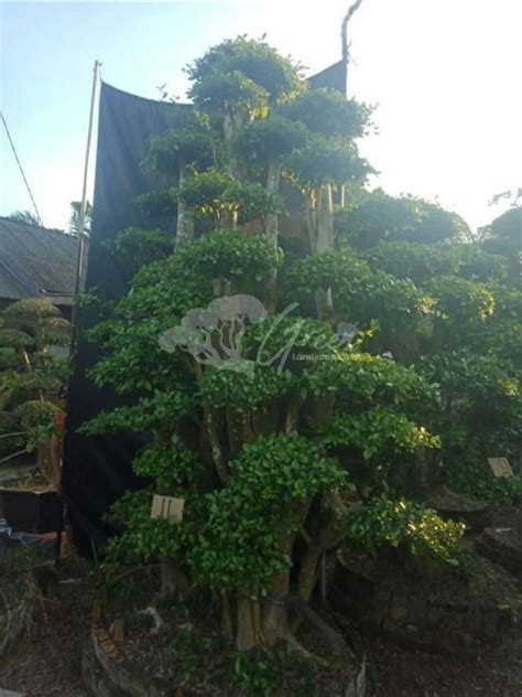 Jual Bonsai Asam Terbaik - Harga Murah Februari 2026 & Cicil 0 - raincitystudios.com