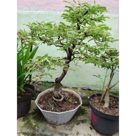 Jual Bonsai Asem Terbaik - Harga Murah Maret 2026 & Cicil 0% - muktibox.com