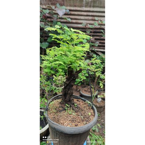 Jual Bonsai Asem Terlengkap & Harga Terbaru Januari 2026 - raincitystudios.com