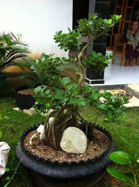 Jual Bonsai Beringin Dolar Original Murah - raincitystudios.com