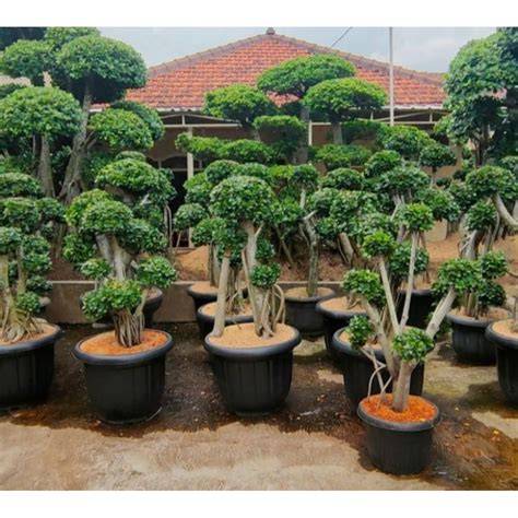 Jual Bonsai Beringin Terlengkap & Harga Terbaru … - raincitystudios.com