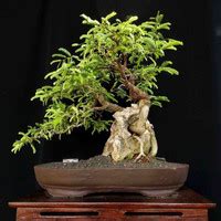 Jual Bonsai Pohon Asam Terlengkap & Terbaik - muktibox.com