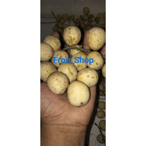 Jual Buah Dukuh Terbaru - Harga Promo Juli 2023 - raincitystudios.com