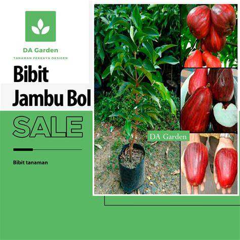 Jual Buah Jambu Bol Terdekat - Harga Murah & Grosir Maret 2026 - raincitystudios.com