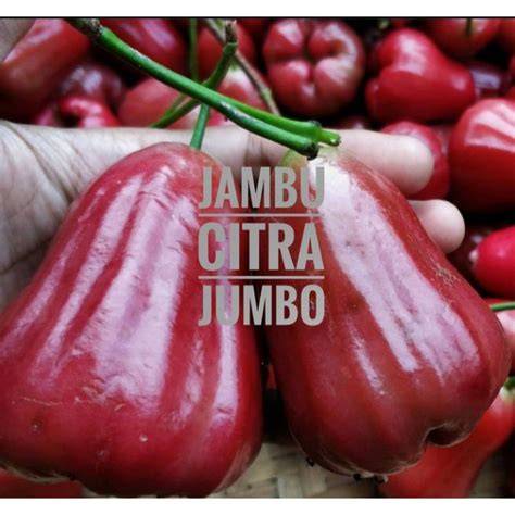 Jual Buah Jambu Citra Terdekat - Harga Murah & Grosir Maret 2026 - raincitystudios.com