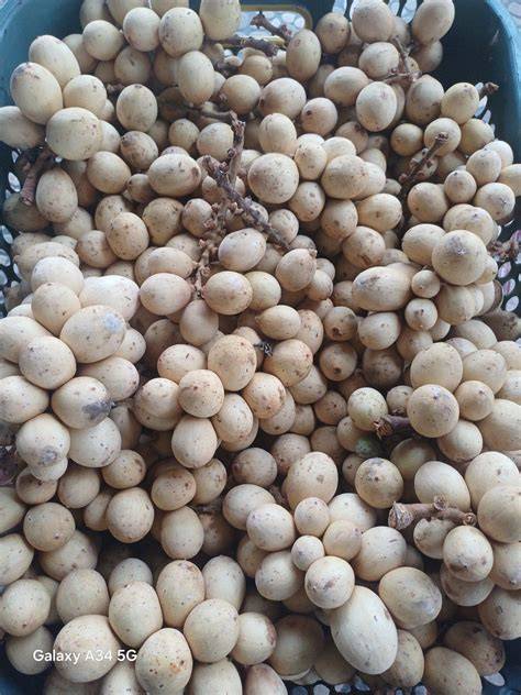 Jual Buah Langsat Terlengkap & Harga Terbaru Maret 2026 | Shopee … - raincitystudios.com