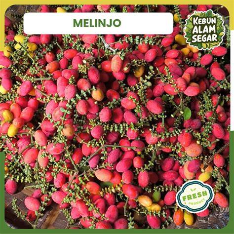 Jual Buah Melinjo Terdekat - Harga Murah & Grosir Maret 2026 - raincitystudios.com