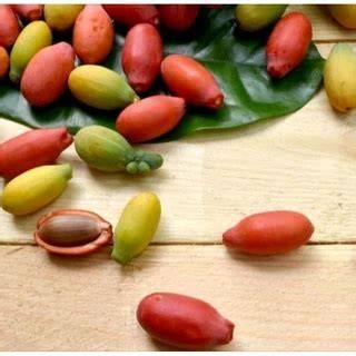 Jual Buah Melinjo Terlengkap & Harga Terbaru Maret … - raincitystudios.com