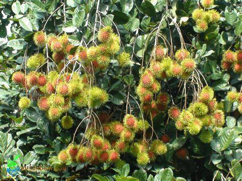 Jual Buah Rambutan Binjai Terdekat - Harga Murah & Grosir Januari … - raincitystudios.com