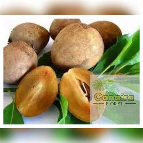 Jual Buah Sawo Manila Terdekat - Harga Murah & Grosir Januari 2026 - raincitystudios.com