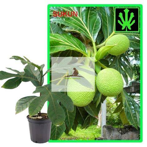 Jual Buah Sukun Terdekat - Harga Murah & Grosir … - raincitystudios.com