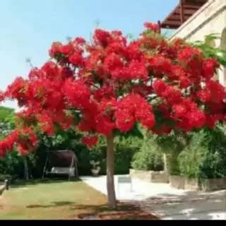 Jual Bunga Flamboyan Terlengkap & Harga Terbaru Maret 2026 - raincitystudios.com