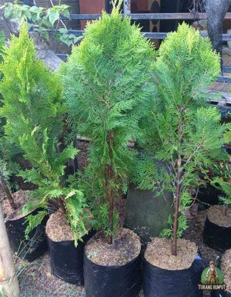 Jual Cemara Kipas Harga Murah Terbaru - Tukang … - raincitystudios.com