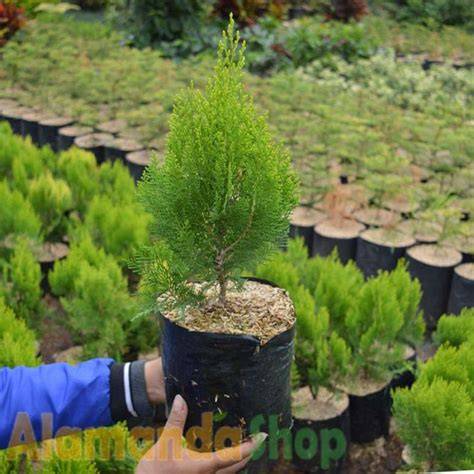 Jual cemara kipas Harga Terbaik & Termurah Agustus 2025 - Shopee … - raincitystudios.com