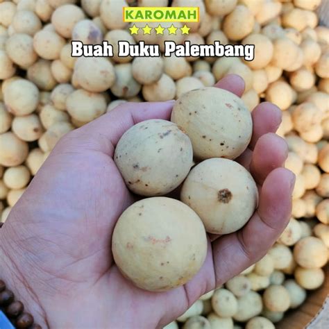 Jual Duku Palembang Super Terlengkap - Harga Murah Maret - raincitystudios.com