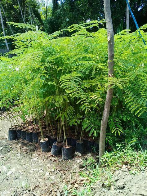 Jual Flamboyan Terlengkap - Harga Murah Januari 2026 - raincitystudios.com