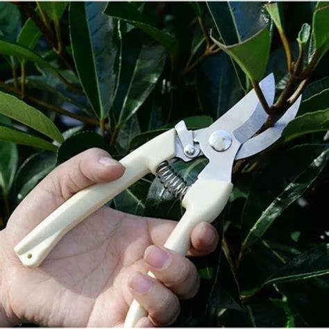 Jual Gunting Daun Murah & Terbaik - Harga Terbaru Maret 2026 - raincitystudios.com