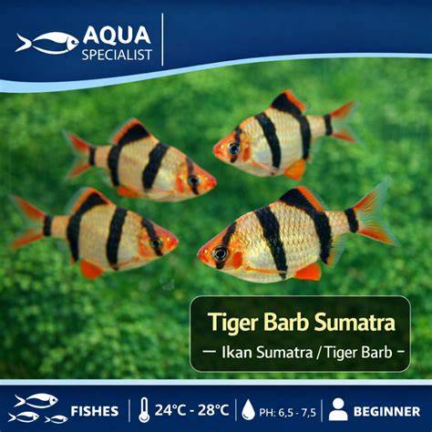 Jual Ikan Laut Hias Terlengkap & Terbaik - Harga Murah Maret 2026 - raincitystudios.com
