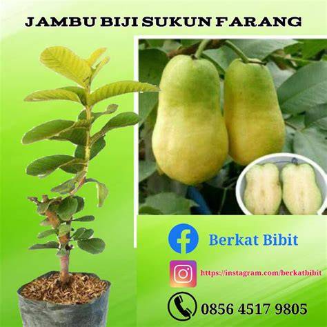 Jual Jambu Biji Sukun Terbaik - Harga Murah Februari 2026 - raincitystudios.com
