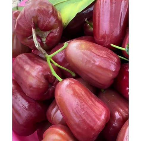 Jual Jambu Citra Murah & Terbaik - Harga Terbaru Maret 2026 - raincitystudios.com