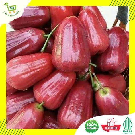 Jual Jambu Citra Terlengkap & Harga Terbaru Maret 2026 | Shopee … - raincitystudios.com