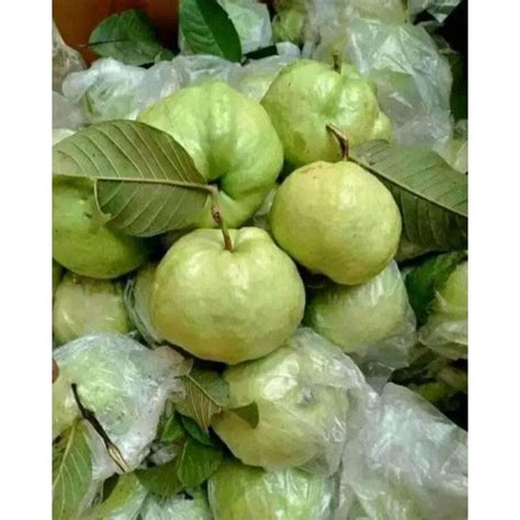 Jual Jambu Papua Murah & Terbaik - Harga Terbaru Maret 2026 - raincitystudios.com