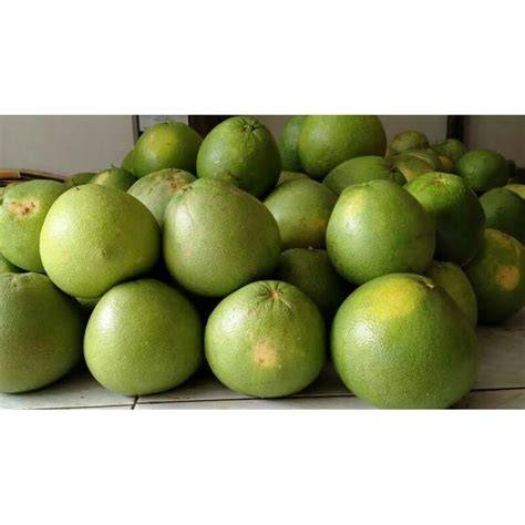 Jual Jeruk Bali Pamelo Termurah - raincitystudios.com