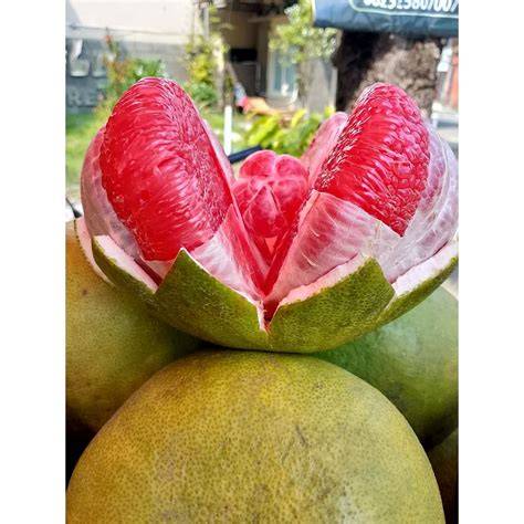 Jual Jeruk Bali Terlengkap & Harga Terbaru Maret 2026 - Shopee … - raincitystudios.com
