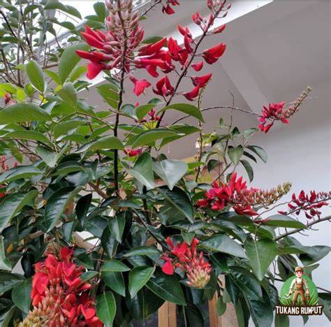 Jual jual pohon dadap merah. - Kota Tangerang - raincitystudios.com