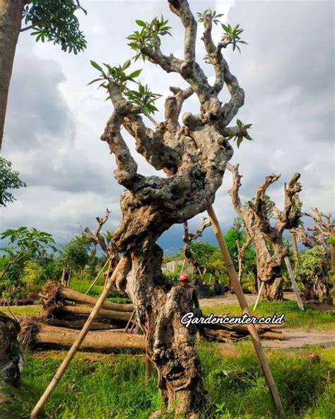 Jual kamboja fosil Harga Terbaik & Termurah Maret 2026 | Shopee … - raincitystudios.com