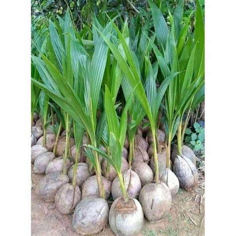 Jual Kelapa Bibit Terbaik - Harga Murah Maret 2026 & Cicil 0% - raincitystudios.com