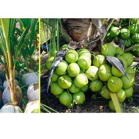 Jual Kelapa Hibrida Terbaik - Harga Murah Maret 2026 & Cicil 0 - raincitystudios.com