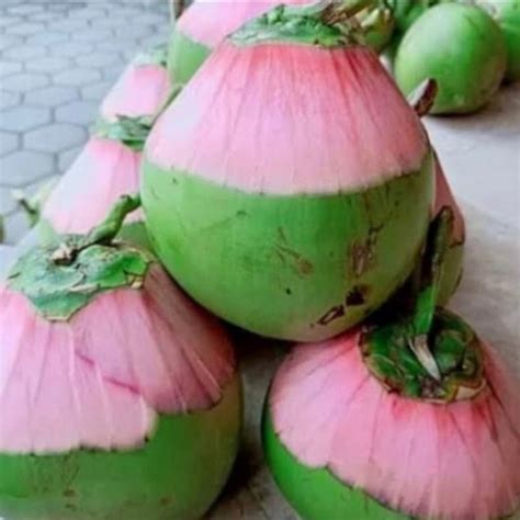 Jual Kelapa Ijo Terlengkap & Harga Terbaru Maret 2026 | Shopee … - raincitystudios.com