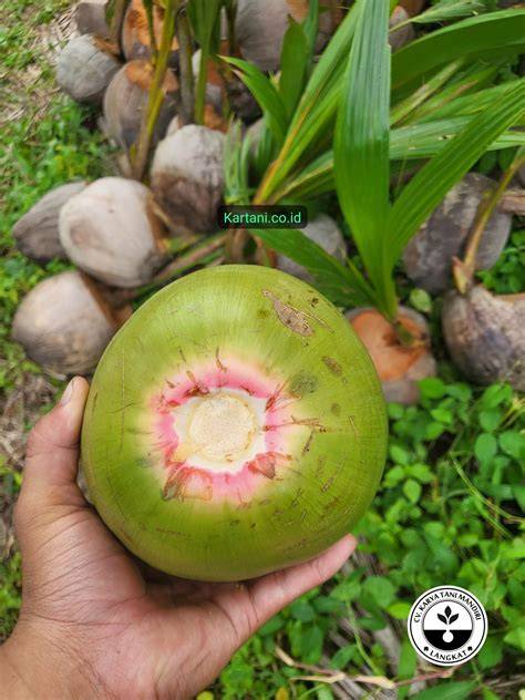 Jual Kelapa Wulung Terdekat - Harga Murah & Grosir Maret 2026 - raincitystudios.com
