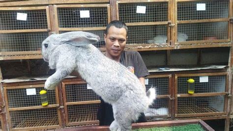 Jual Kelinci Pedaging Terlengkap & Terbaik - Harga Murah - raincitystudios.com